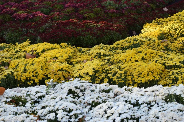 Decorative flower bed with multicolor chrysanthemums. The bright bushes of decorative chrysanthemums decorate flowerbeds in an autumn park.