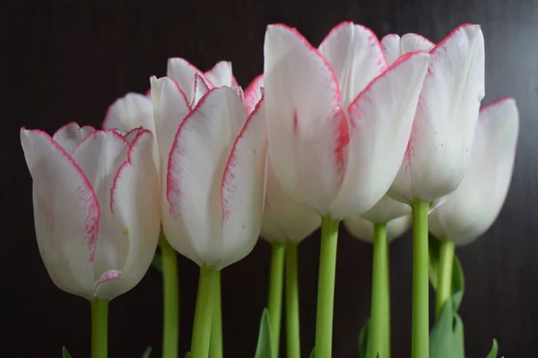 Bílý Tulipán Červenými Pruhy Okvětních Lístcích Tmavém Rozmazaném Pozadí Dva — Stock fotografie