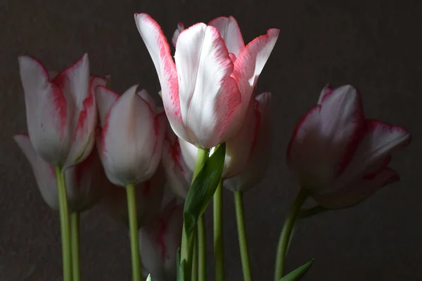 暗めの背景に花弁に赤いストリップを持つ白いチューリップ 濃い背景に2つの色のチューリップの花が閉じます — ストック写真