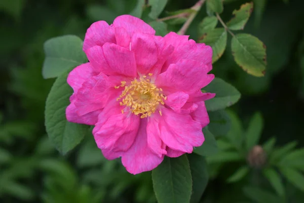 Tavasszal Virágzik Csipkebogyó Fényes Gyönyörű Virágok Rózsa Csípő Finom Rózsaszín — Stock Fotó