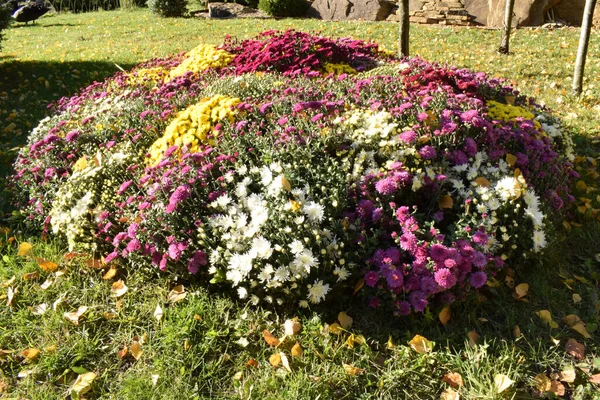 Bellissimi Colorati Crisantemi Autunnali Freschi Mazzi Fiori Rossi Gialli Viola — Foto Stock