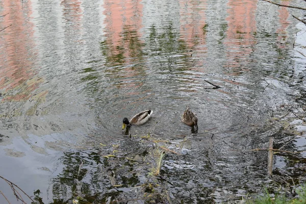 Закрыть Две Дикие Утки Плавают Реке Весенний День Дикая Природа — стоковое фото