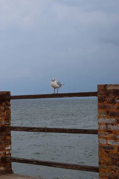 Uma Gaivota Senta Num Velho Cais Marítimo Gaivota Arenque Europeia — Fotografia de Stock