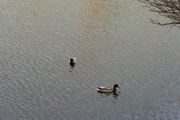 Two drakes swimming in a pond. Wild duck males in river water. Ducks in their natural habitat, an area with a large number of lakes where ducks live, wild waterfowl ducks in nature