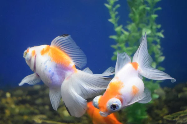 Freshwater aquarium fish, goldfish from Asia in aquarium