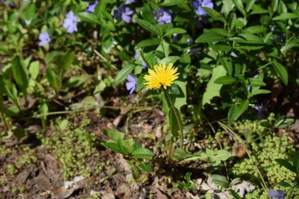 Vinca Minor Mindre Periwinkle Dvärg Snäcka Liten Periwinkle Art Familjen — Stockfoto