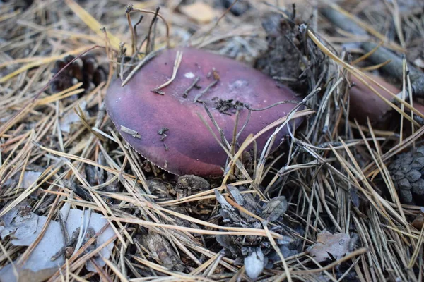 Doğal arka planda kahverengi bir orman mantarı. Yüksek kalite fotoğraf. Ormanda bir mantar iğneler ve çimenlerin altında, sonbahar ormanı ve mantar toplama. Seçici odak