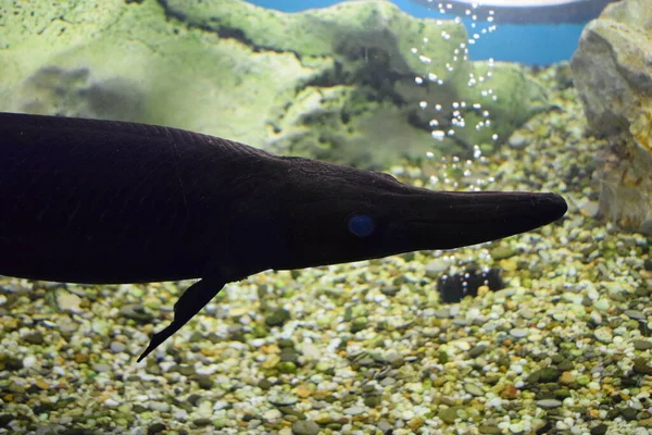 Aligator Fish Longnose Gar Also Know Needlenose Gar Tropical Fish — Stock Photo, Image