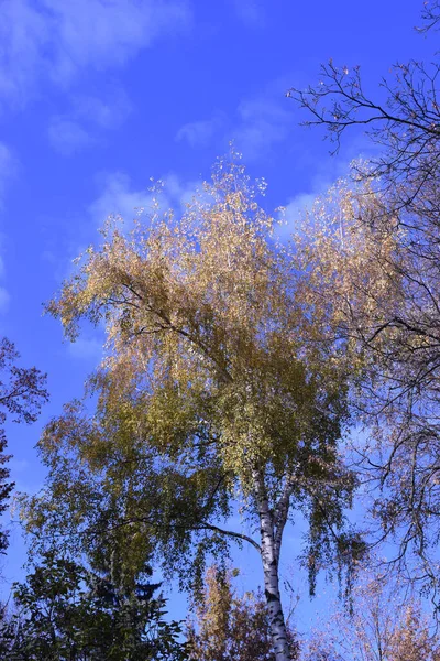 Patrząc Drzewa Podczas Jesiennego Sezonu Kiedy Liście Zmieniają Kolor Zielonego — Zdjęcie stockowe