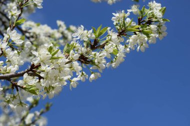 Bahar kiraz çiçekleri. Mavi gökyüzünün arka planında kiraz ağacının beyaz narin rengi.