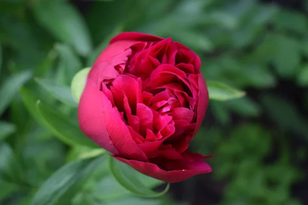 Grande Pivoine Violette Nombreux Pétales Une Fleur Juteuse Dans Brousse — Photo