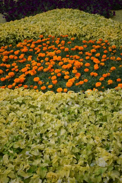 Beautiful Orange Marigold Flowers Amazing Summer Flowers Marigold Bush Summer — Foto de Stock