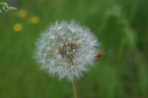 タンポポの芽を閉じました 緑の草の中にタンポポの白い花 高品質の写真 タンポポの時計 クローズアップ 種と白のストライプタンポポ — ストック写真