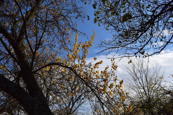 Αυτόματη Εικόνα Από Κίτρινα Χρωματιστά Φύλλα Κλαδιά Μπλε Ουρανό Στο — Φωτογραφία Αρχείου