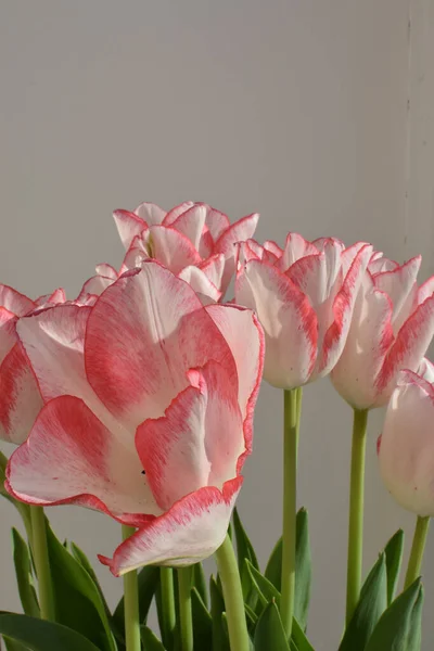 Bílé Tulipány Červenými Pruhy Okvětních Lístcích Šedém Rozmazaném Pozadí Dvě — Stock fotografie