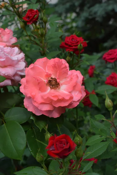 一朵硕大的粉红色玫瑰在朦胧的玫瑰花园背景的枝头上 有选择的重点 柔和的粉色蓬松的花园在黑暗的背景下耸立着 — 图库照片