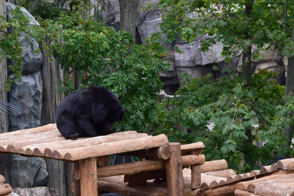 Svart Björn Avslappnad Och Lat Träplattformen Ett Zoo Asiatisk Svartbjörn — Stockfoto