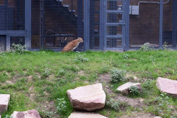 野生掠夺性危险猫 Lynx在动物园里可爱的大猫 欧亚大陆的山猫 Lynx Lynx 是一种中型野猫 产于欧洲 中亚和西伯利亚 — 图库照片