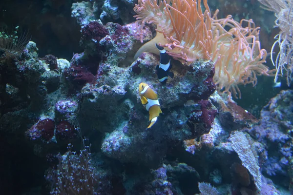 Ocellaris Clownfish Amphiprion Ocellaris Znany Również Jako Fałszywy Percula Clownfish — Zdjęcie stockowe
