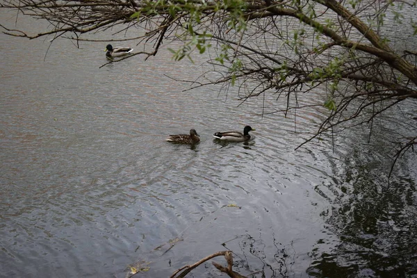 Eine Schöne Aufnahme Von Drei Niedlichen Enten Die See Schwimmen — Stockfoto