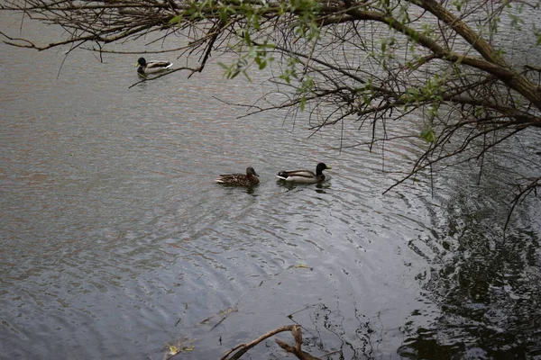 A beautiful shot of three cute ducks swimming in the lake, water reflection, daylight. Three ducks hanging out on the lake.