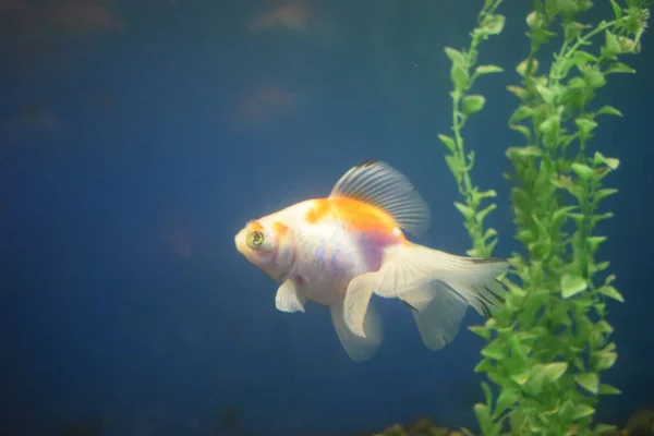 Freshwater aquarium fish, goldfish from Asia in aquarium.The goldfish on Chinese a sign brings a prosperity and good luck. Goldfish with fine beautiful scale, fins, and tail against green grass.