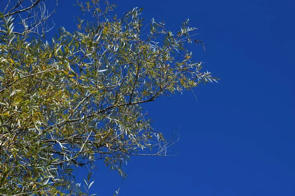 秋天五彩斑斓的枝叶和树木 秋天金黄色的枝叶 蓝天为背景 — 图库照片