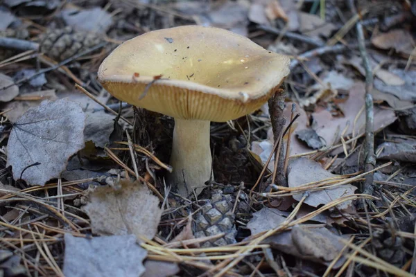 Forest Brown Mushroom Natural Background High Quality Photo Mushroom Forest — Stok fotoğraf