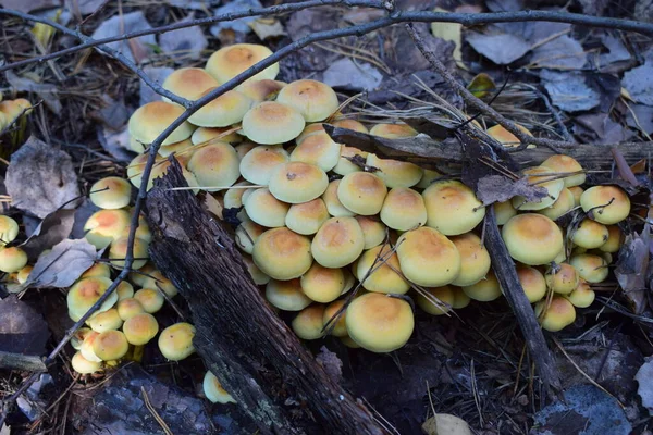 Mushrooms Wild Forest Wild Autumn Forest Mushrooms Selective Focus — Stock Photo, Image
