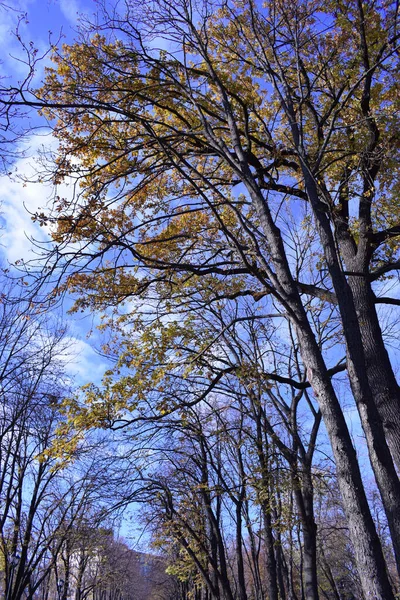 Olhando Para Árvores Durante Temporada Outono Quando Folhas Mudam Cor — Fotografia de Stock