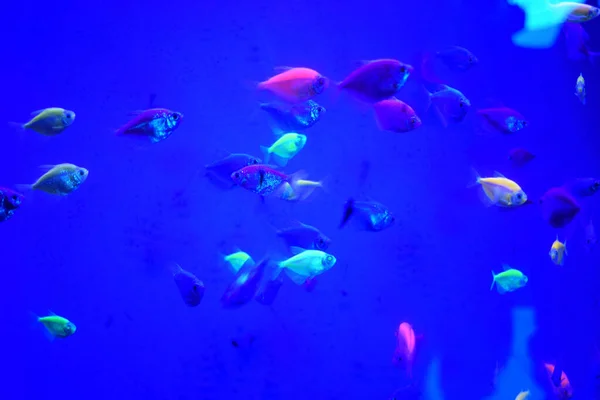 Many Small Bright Cortical Fishes Pure Blue Water Swim Chaotic — Stock Photo, Image