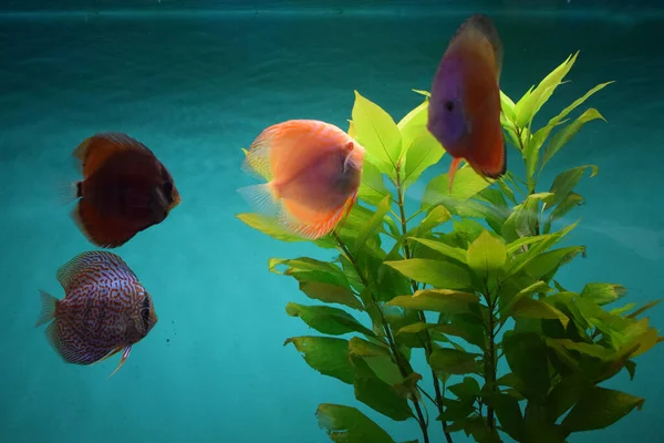 Discus fish (Pompadour), Red symphysodon discus. Symphysodon is freshwater fish in cichlidae family native to the Amazon river basin in South America.