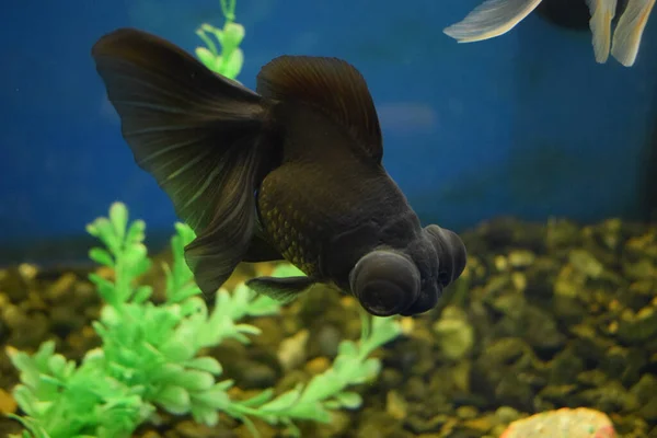 Carassius Gibelio Forma Auratus Japon Balığı Siyah Teleskobu Seçici Odak — Stok fotoğraf