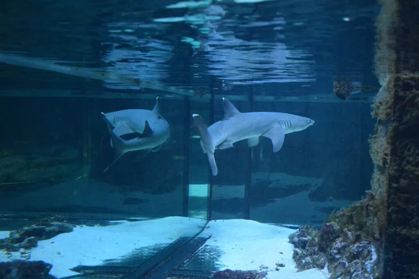 Resif köpekbalığı (Triaenodon obesus), karharinaceous familyasından gri köpekbalığı familyasından tek resif köpekbalığı türüdür. Hint ve Pasifik okyanuslarında yaşarlar..