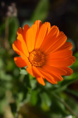 Turuncu takvim çiçekleri. Çiçek açan kadife çiçekleri. Taze organik kadife çiçekleri arka planında. Şifalı bitkiler. Yaz çiçekleri.