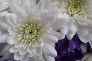 Beyaz kasımpatı ve gül yaprakları makro yumuşak odak noktası yakın. Rüya gibi bir ruh hali, sabah ışığı temalı bir düğün görüntüsü. Makro kadın tarzı büyüleyici botanik dekorasyon posteri.