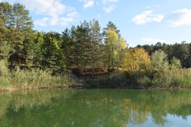Yaz günü ormanda küçük bir göl, yeşil orman ağaçlarıyla çevrili bir göl..