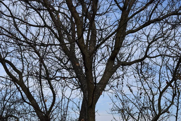 Silhuetas Troncos Galhos Ramos Nus Árvores Contra Céu Azul Com — Fotografia de Stock