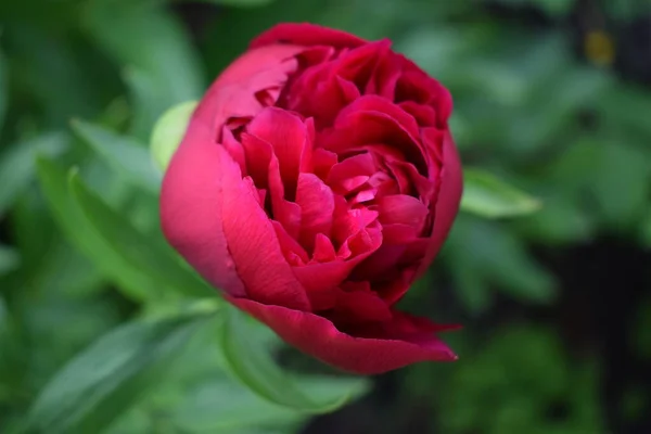 Grote Paarse Pioen Veel Bloemblaadjes Sappige Bloem Struik Paarse Pioenroos — Stockfoto