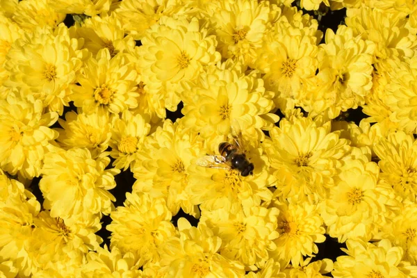 Onverpakte Bloemen Van Gele Chrysanten Gele Chrysanten Het Park Herfst — Stockfoto