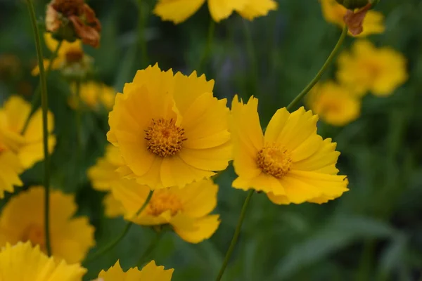 Hermosas Flores Amarillas Coreopsis Lanceolata Tomado Principios Del Verano Flores —  Fotos de Stock