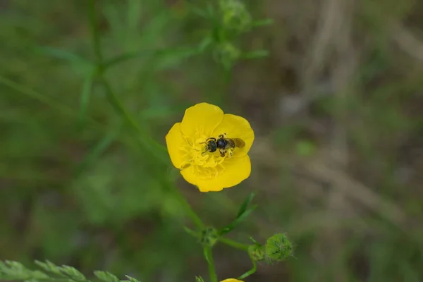 Uma Abelha Mineira Cinza Remendada Andrena Nitida Vista Buttercup Maio — Fotografia de Stock