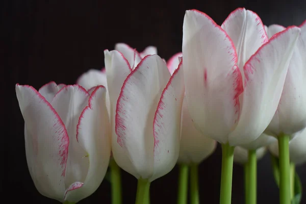 Koyu Arkaplanda Kırmızı Şeritli Beyaz Lale Renkli Lale Çiçeği Koyu — Stok fotoğraf