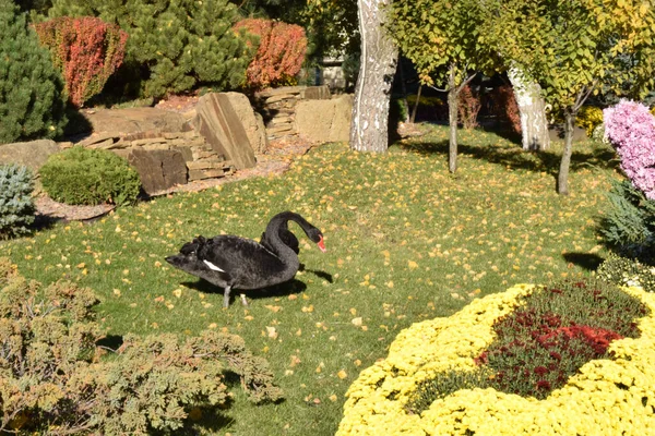 Cigni Neri Giardino — Foto Stock