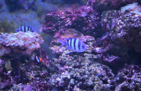 Sergeant major (Abudefduf vaigiensis) underwater. Striped Indo-Pacific Tropical Fish In The Ocean. Colorful Beautiful Saltwater Fish In The Red Sea Near Coral Reef. Close Up.