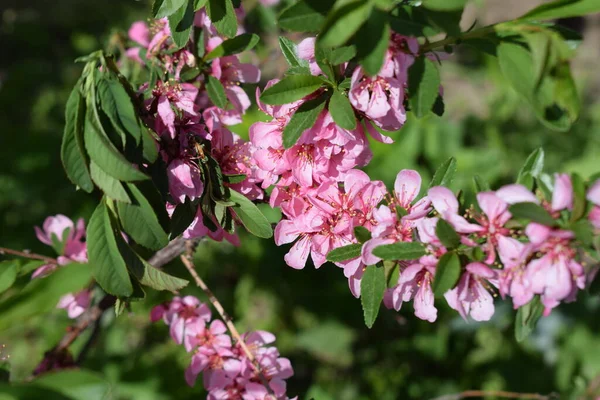樱花在春天开花 美丽的粉色花朵在自然条件下绽放 俄罗斯矮杏仁 Prunus Tenella Batsch 的粉红花和芽 春天开花的矮杏仁 浅水区深度 — 图库照片