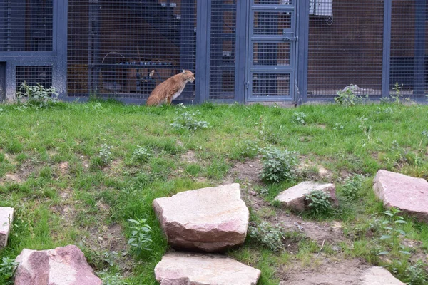 Veszélyes Vadmacska Lynx Egy Állatkertben Aranyos Nagy Macska Eurázsiai Hiúz — Stock Fotó