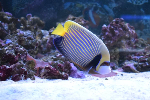 Tropický Rybí Anděl Nádrži Útesy Rybí Císař Ryba Spojená Útesy — Stock fotografie