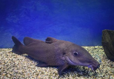 Zürafa yayın balığı (Auchenoglanis occidentalis).