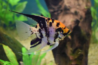 Koi Melek Balığı (Pterophyllum scalare) bulanık arka planlı akvaryum balığı